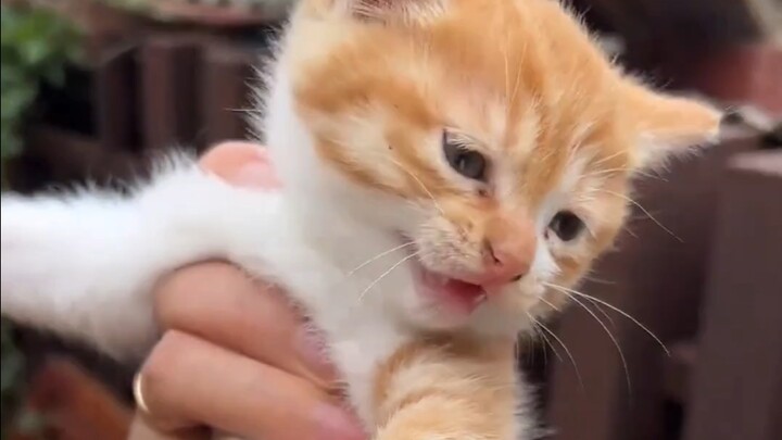 咪：我有两个妈，一个咬后脖，一个掐前脖！