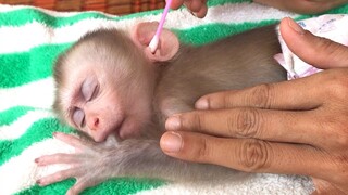 Baby Monkey Feeling very comfy while his ears being clean up