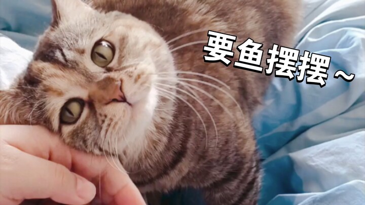 هذا القط الجائع يشتم ويتوسلك أن تنهض من السرير!