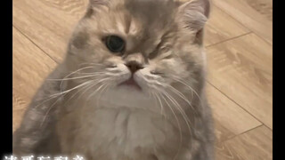 Kucing: Siapa di antara kita yang tidak punya kepekaan