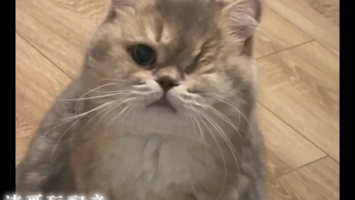 猫咪：咱俩谁没眼力见