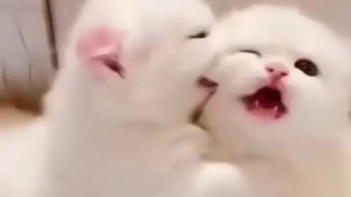 [Cats] Cute Little Kittens Short Clips Compilation