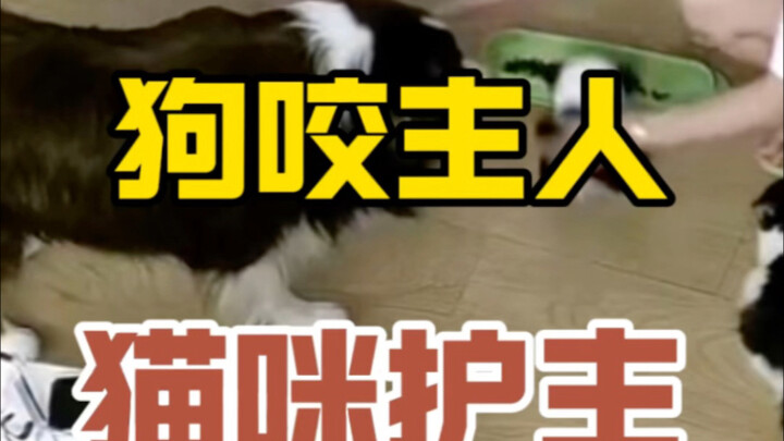 هل سبق لك أن رأيت قطة تحمي صاحبها؟