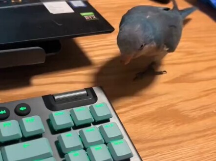 Flying Tiger Pliers Compilation