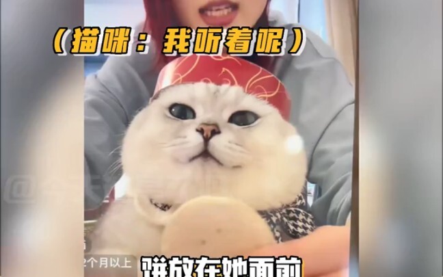 Streamer: Cô ấy sẽ không cắn; Mèo: Tôi sẽ cắn, tôi thực sự sẽ cắn!