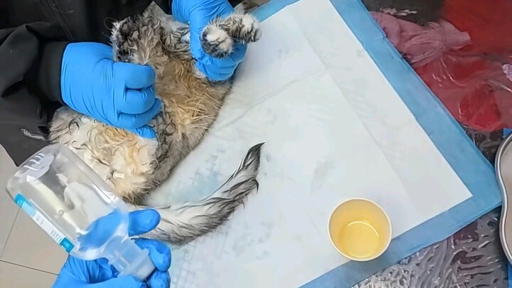 Một ngày của bác sĩ thú y nông thôn: chữa chó, chữa mèo