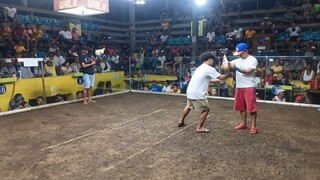 1st fight win my personal dome broodcock 03-16-25