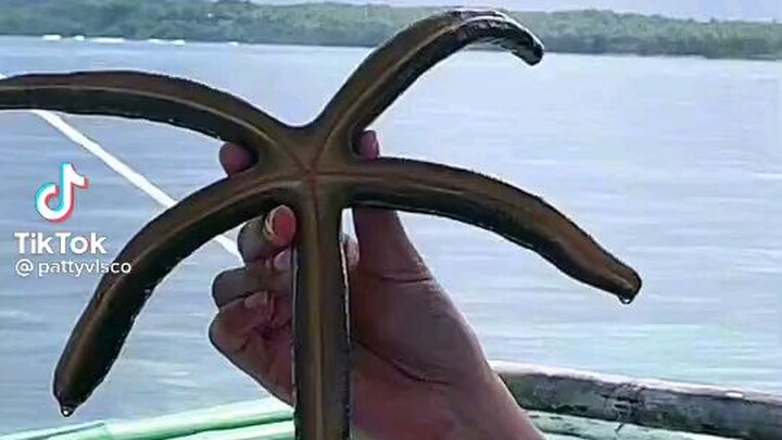 Ang laki ng Starfish, sobra