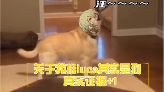 【luca 整活 已发推】破案了 luca的怪笑是跟狗子学的……