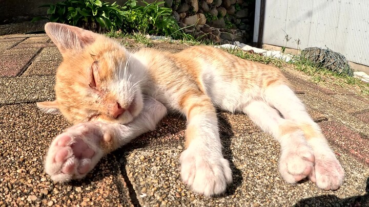 Aku menggendong kucing kecil yang tertidur pulas di pinggir jalan ke tempat yang aman.