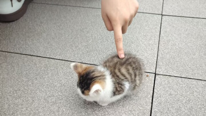 ‘How can you bully such a cute me?’
