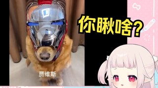 日本萝莉看《科技改变狗生》当场笑麻了