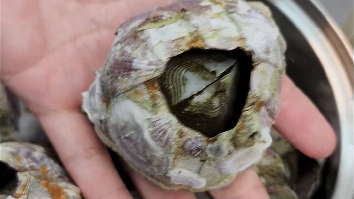 Hàu lớn hơn bánh bao