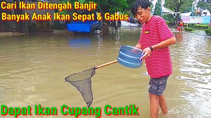 Cari Ikan Ditengah Banjir Dapat Ikan Cupang Cantik