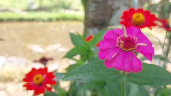 Bunga, angin, dan senandung.