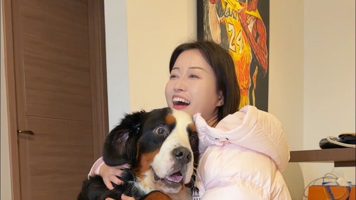 Hari ini aku mengajak anjing Bernese Mountain berjalan-jalan lagi, seekor anjing kecil berbadan besa