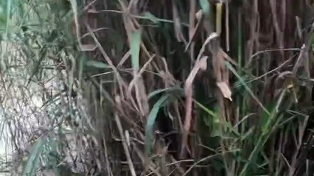 Kemarin spot favorit saya di markas rahasia sudah penuh semua, kan? Begini tidak bisa, cepat buka sa