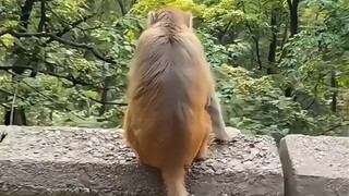 Brother Monkey's Highlight Moments