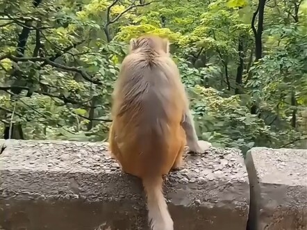 Brother Monkey's Highlight Moments