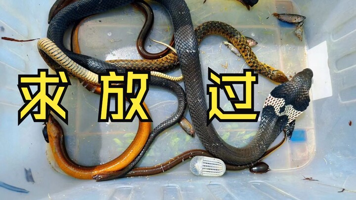 Friends, I’m seriously questioning my life choices—how did catching a fish end up attracting a snake