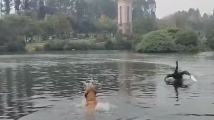 Swan: From now on, behave yourself in these waters.