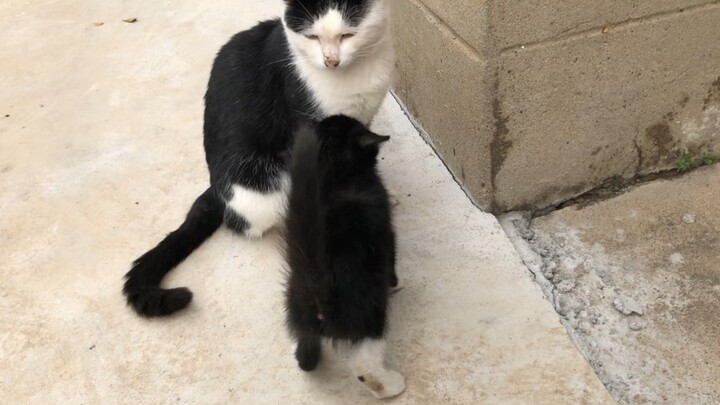 【Kucing】Tuan, tolong jagain anakku dulu, aku duluan ya!! Mimi memang kucing brengsek paling parah ab