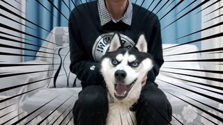 Terus Mengelus Kepala Anjing Husky, Apa Reaksi Husky itu?