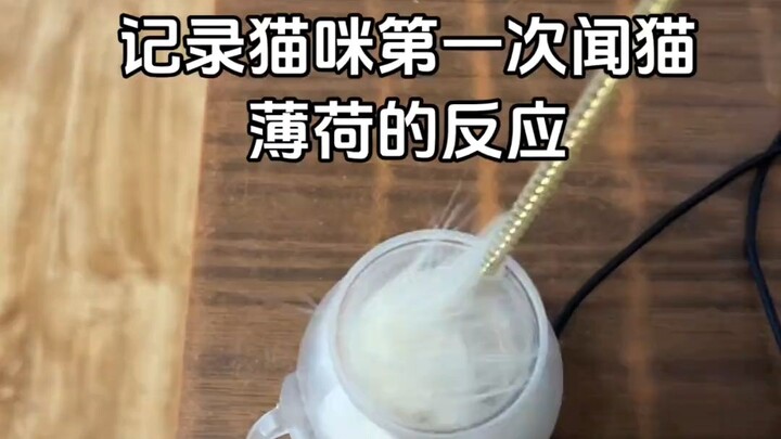 Bagaimana reaksi kucing saat pertama kali mencium catnip?