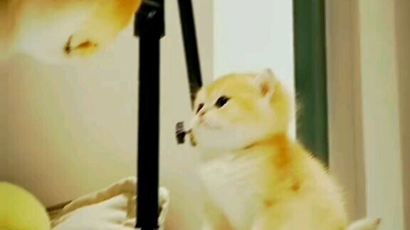 kucing ni comel siak