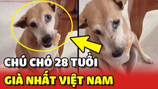 Chú chó GIÀ NHẤT Việt Nam : 28 tuổi vẫn ăn bánh mì mỗi sáng | Yêu Lu