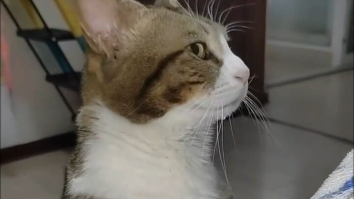 พ่อแม่: เลี้ยงเจ้าตัวนี้ช่วยดูแลคุณตอนแก่ได้เหรอ? ลูกๆ โปรดดู VCR!