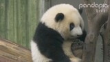 Panda He Hua: Gnawing Feet and Paws on the Tree Trunk