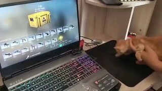 Draw a good one, get an extra meal; draw a bad one, get an extra meal.