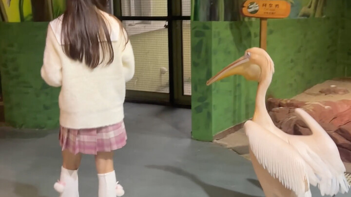 Oh no, the Pelicans have their sights set on my girlfriend!