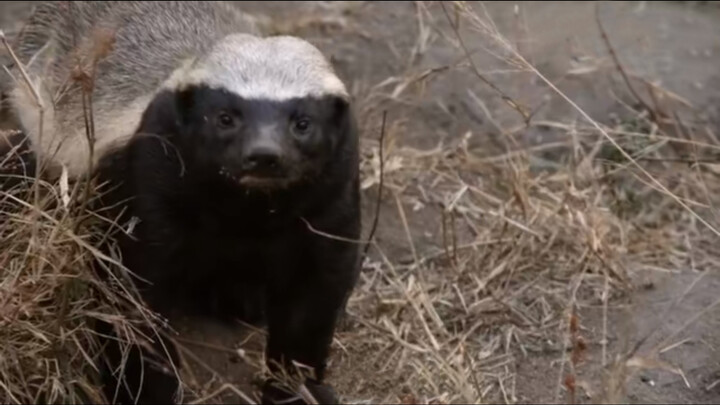 [Động vật]Honey Badger- Động vật hung dữ nhất Châu Phi