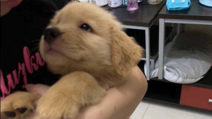 Cún con đây này! Một tuổi rồi nhé! Có thể mời các cô chú chúc mừng sinh nhật em không?