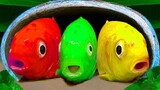 Bawang putih Lucu video! membersihkan ikan dan kura kura telur biru Stop Motion ASMR