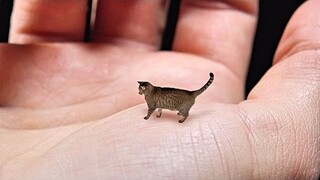 World's Smallest Cat - Cute, Tiny and Mean