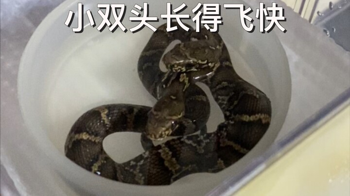 Gak bisa bikin konten lagi [Buku Harian Merawat Ular Dua Kepala]