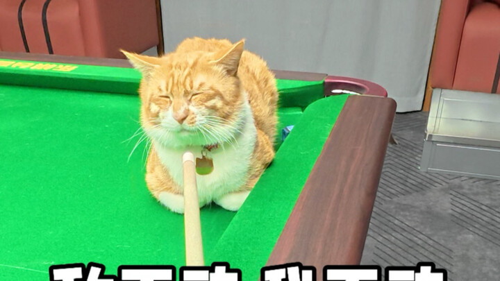 Mandarin Orange: Jika musuh tak bergerak, aku juga tak akan bergerak.