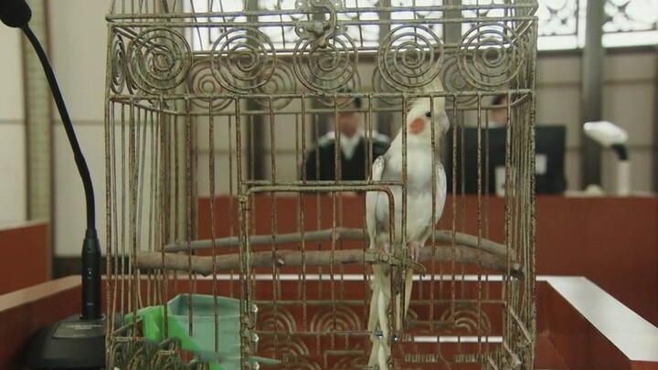 Two People Fight Over a Parrot—Genius Lawyer Asks the Bird One Simple Question and Wins the Case! “L