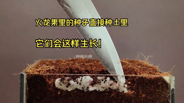 千万别把火龙果的种子直接取出来种在土里，不然它们就会这样生长。
