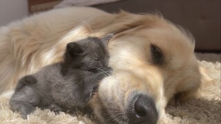 The kitten mistook the golden retriever for its mother