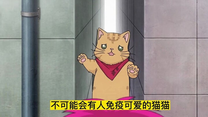 猫咪认为人类是自己的奴隶，时常做出各种过分的事情。