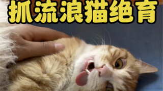 抓流浪猫去集体绝育