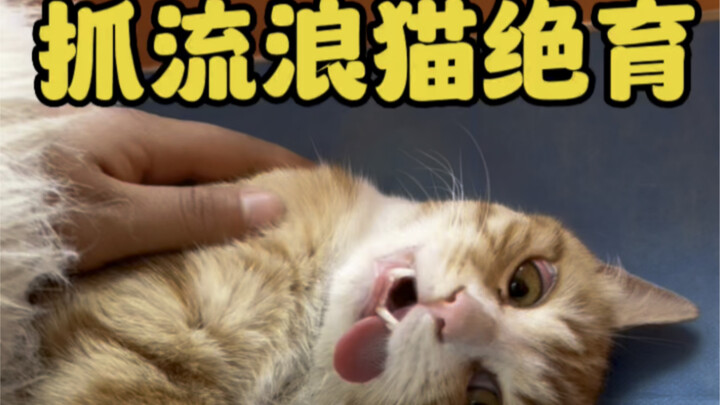 抓流浪猫去集体绝育