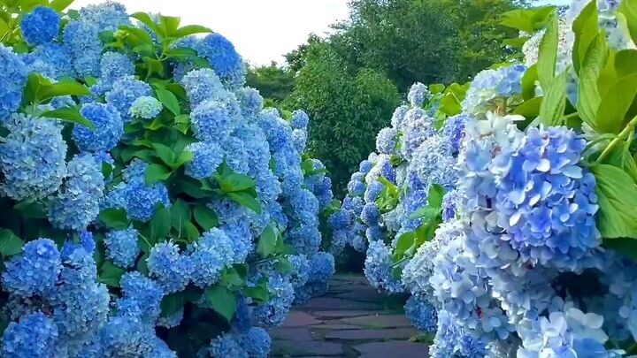 Bluee