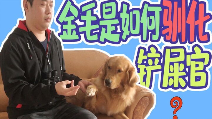 Golden Retrievers are masters of disguise—these signs show that their owners have been completely ta