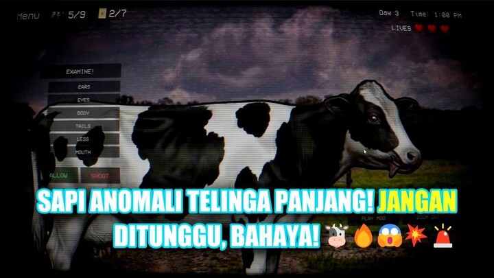 Penemuan Sapi Anomali Dengan Kaki Tambahan