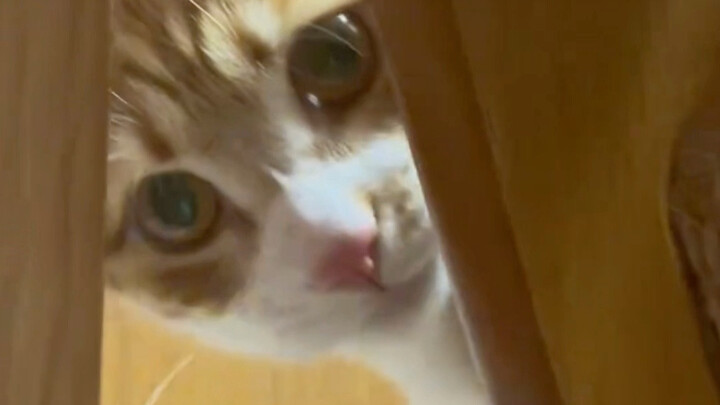 Pertama kalinya melihat rasa terkejut dari mata anak kucing